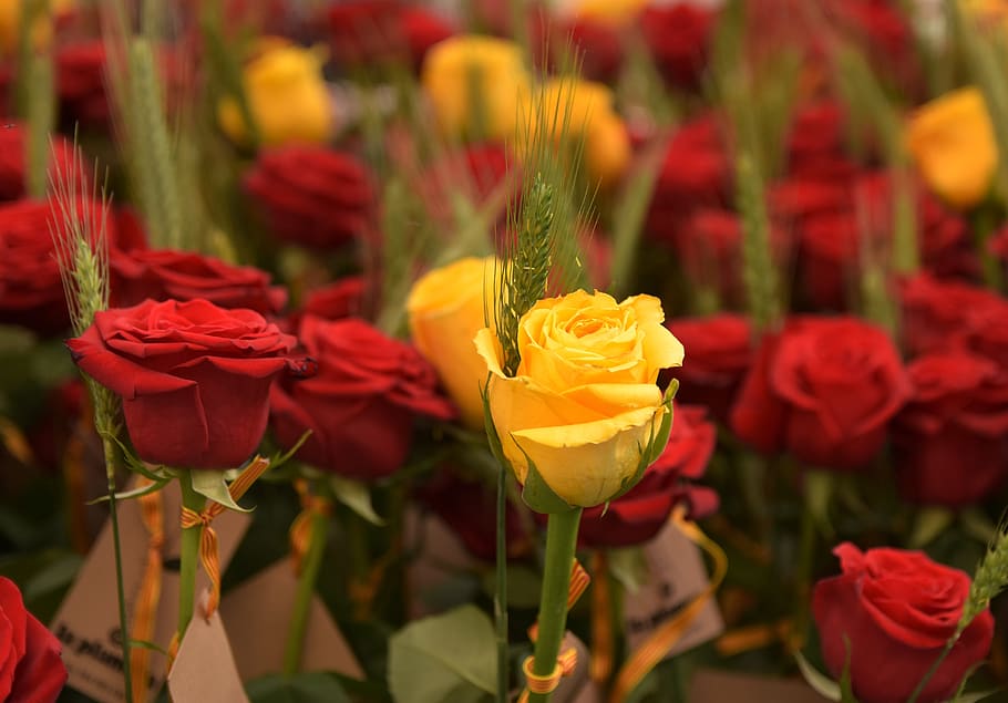 sant jordi, roses, flower, celebration, tradition, catalan
