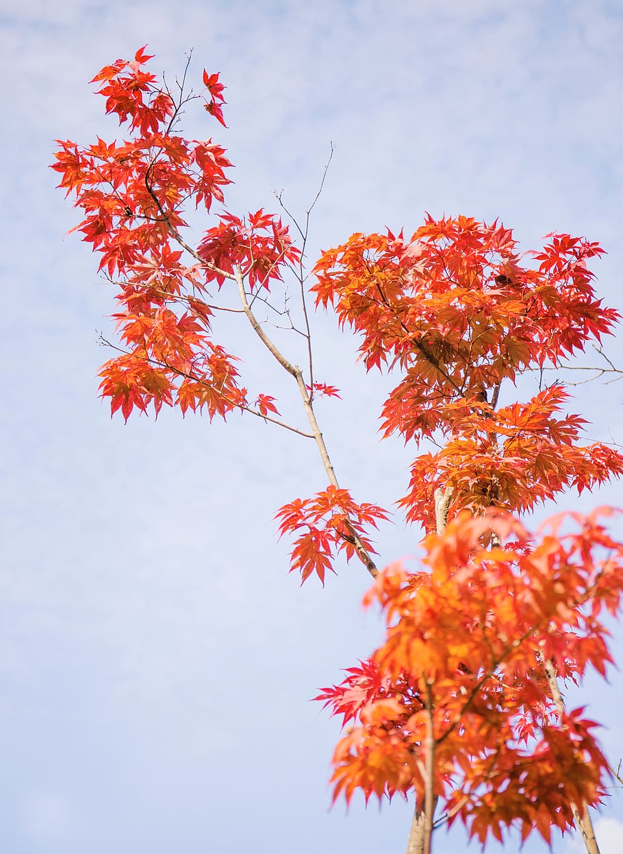 trees, autumn, color, orange color, change, low angle view HD wallpaper