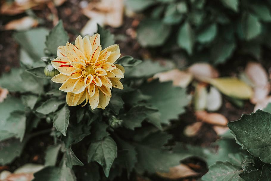 green, leaf, plant, nature, blur, flower, garden, outdoor, field HD wallpaper
