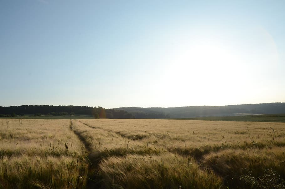 landscape, field, sun, forest, light, wheat field, sky, environment HD wallpaper