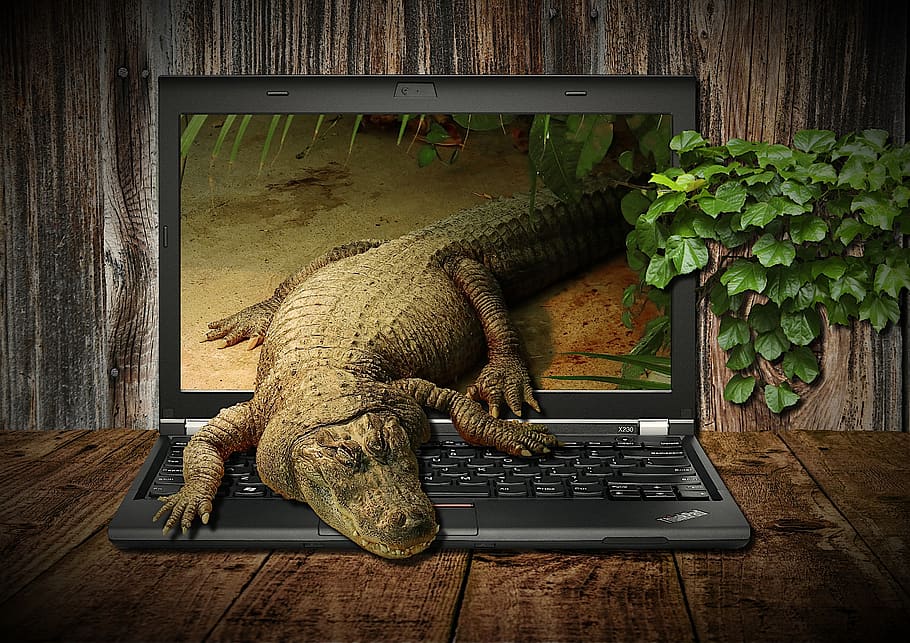 crocodile, laptop, display, workplace, animal, fantasy, office HD wallpaper