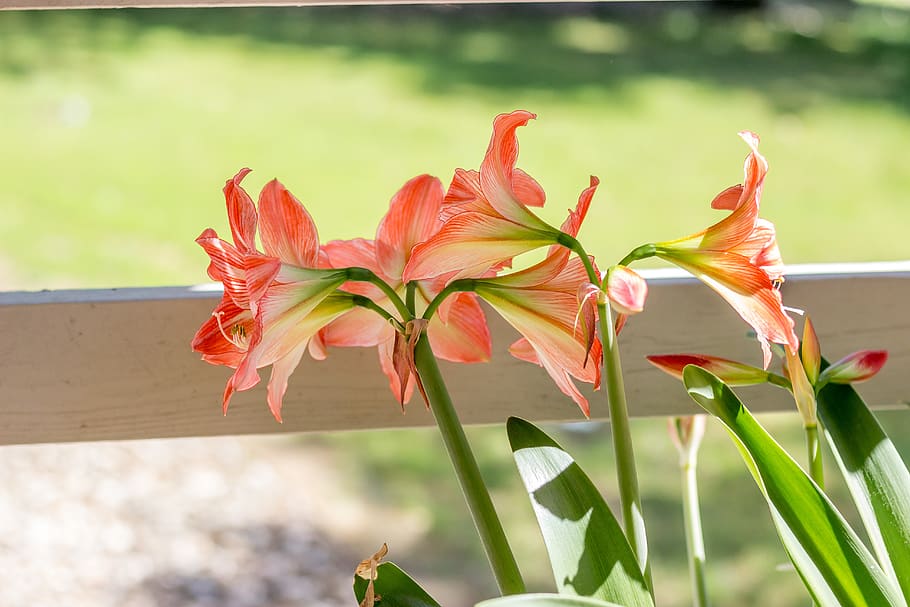 pink flowers, plant, flowering plant, beauty in nature, vulnerability HD wallpaper