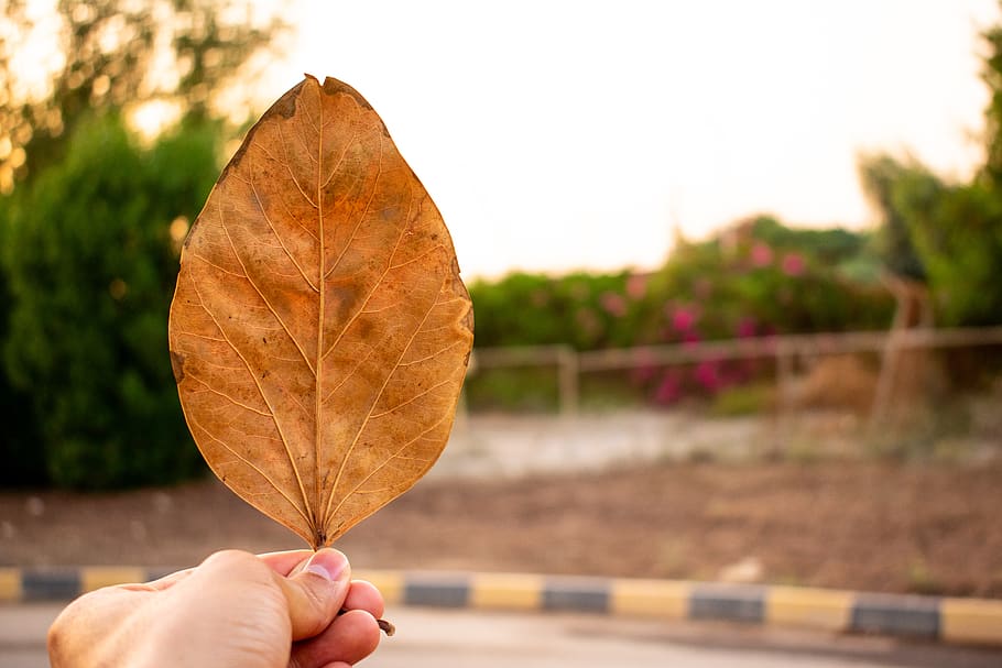 human hand, one person, human body part, plant part, holding HD wallpaper