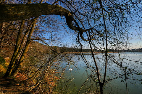 forest, spring, sprout, plant, grow, nature, live, tree, light HD wallpaper