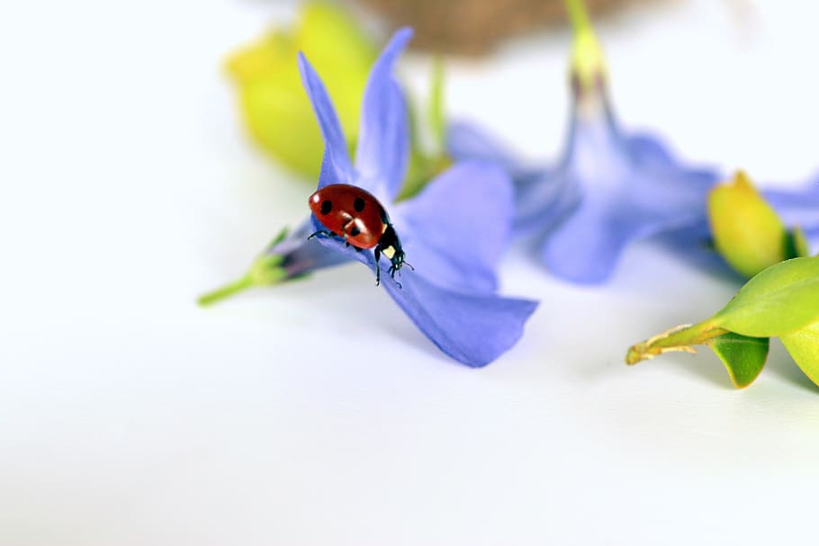 ladybug, beetle, luck, lucky charm, red, points, birthday, close up, HD wallpaper