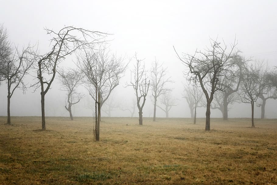 withered trees, nature, weather, outdoors, fog, streuobstwiese HD wallpaper