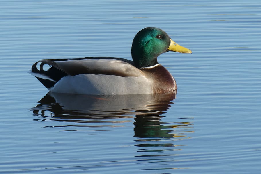 duck, ditch, reflection, bird, water, feathers, nature, swimming HD wallpaper