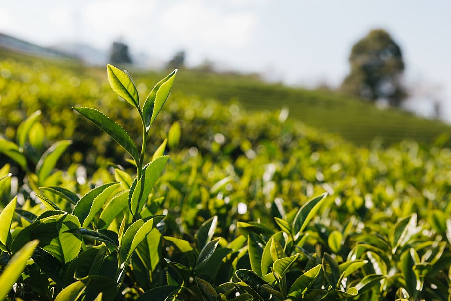 green field, growth, plant, green color, land, landscape, agriculture HD wallpaper