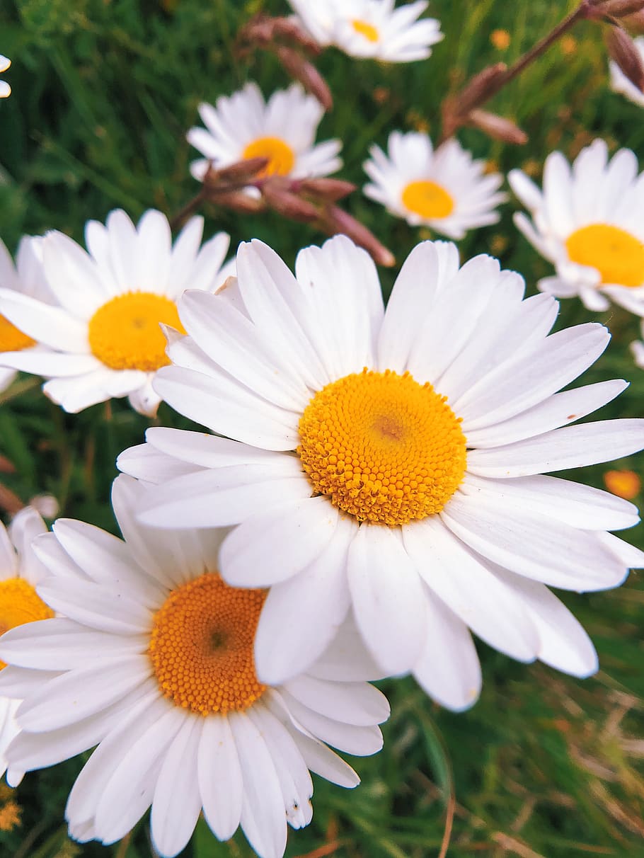 flower, flowering plant, vulnerability, fragility, petal, freshness HD wallpaper