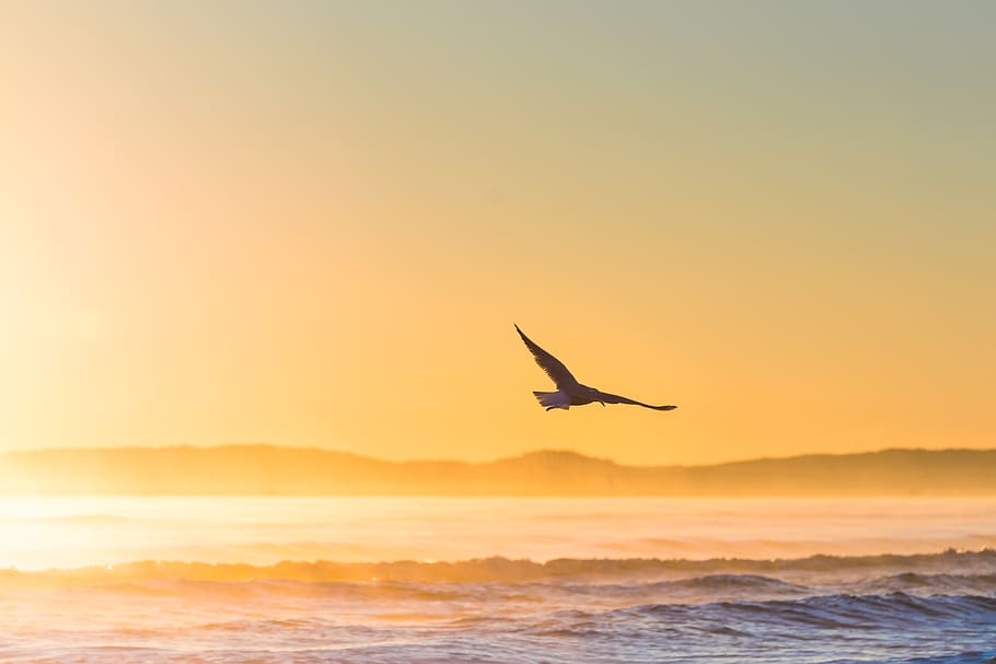 flying bird above sea, animal themes, animals in the wild, vertebrate HD wallpaper