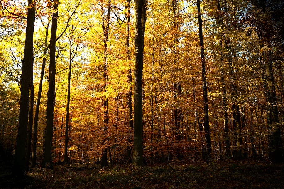 forest, deciduous forest, trees, nature, autumn, autumn landscape HD wallpaper
