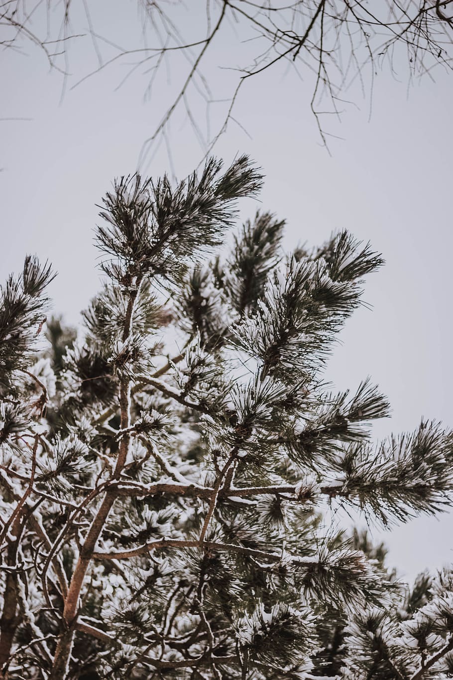 green tree under white sky, plant, fir, abies, snow, conifer HD wallpaper