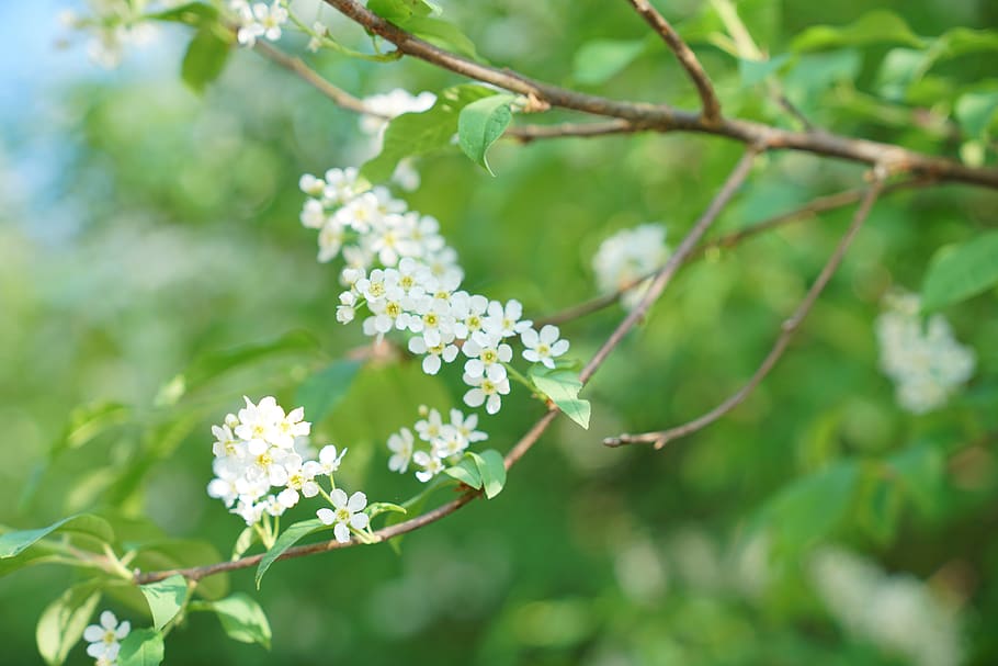 flowers, nature, petals, plant, flowering plant, growth, beauty in nature HD wallpaper