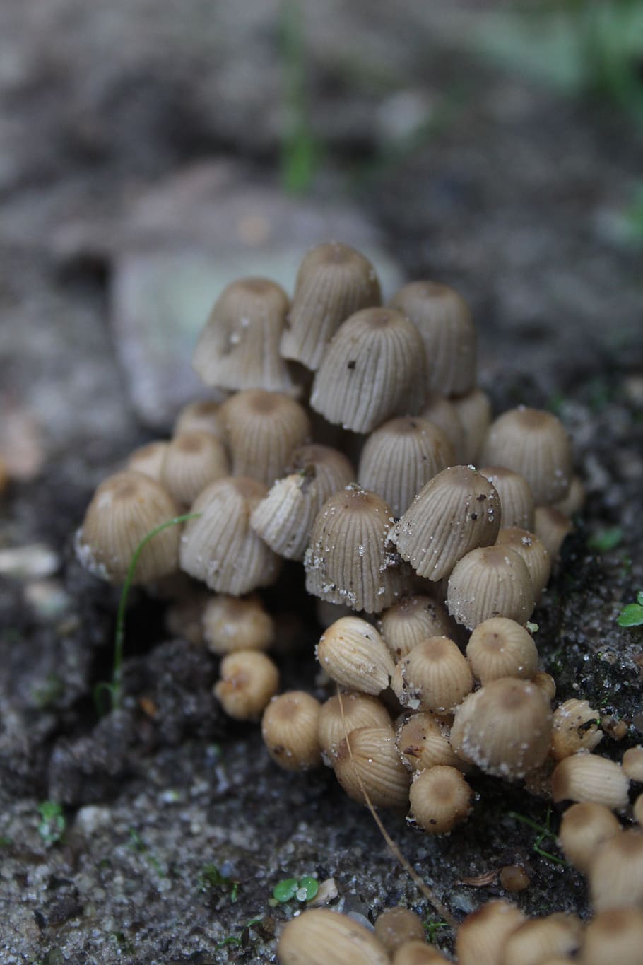 mushroom, little, forest, nature, growth, season, autumn, outdoor HD wallpaper