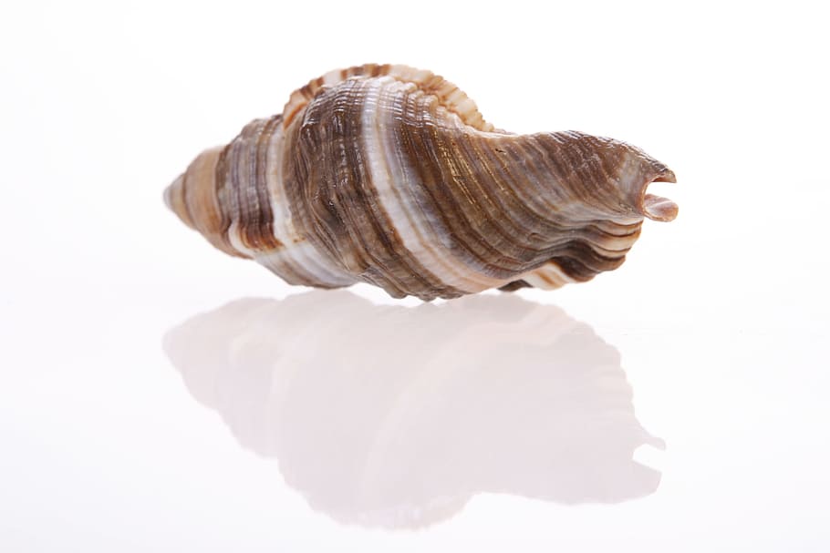 bone, close-up, closeup, coast, coastline, cockle-shell, conch HD wallpaper
