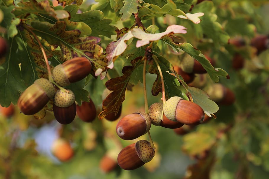 acorns, oak, foliage, tree, park, in the fall, autumn, forest HD wallpaper
