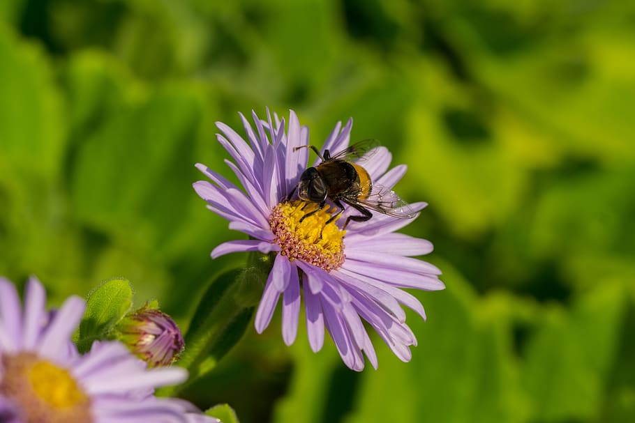 hoverfly, flowers, insects, macro, flowering plant, invertebrate HD wallpaper