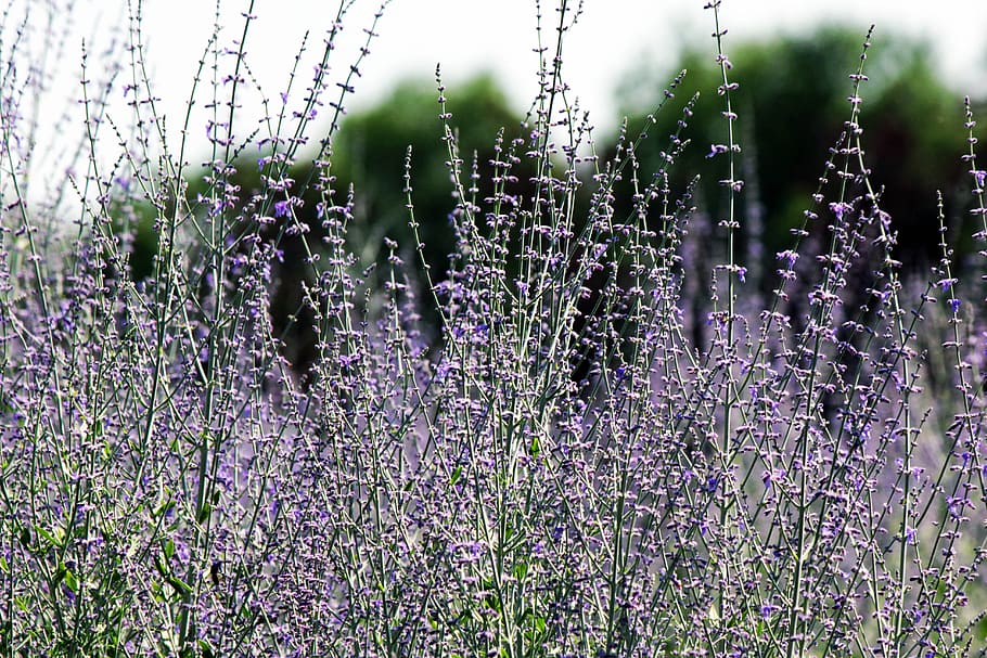 Shallow Focus Flowers, aromatherapy, aromatic, bloom, blossom HD wallpaper