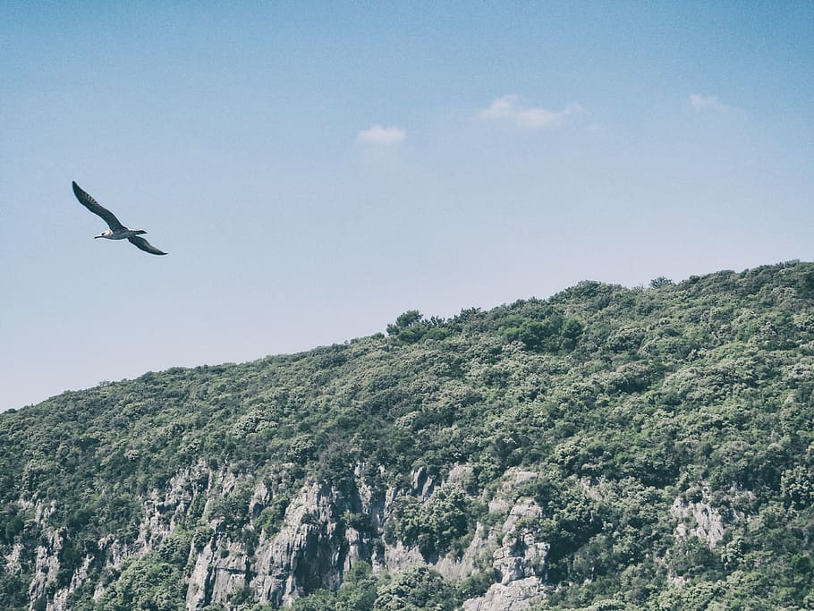 croatia, fly, blue, green, sky, clouds, flight, bird, fliegen HD wallpaper