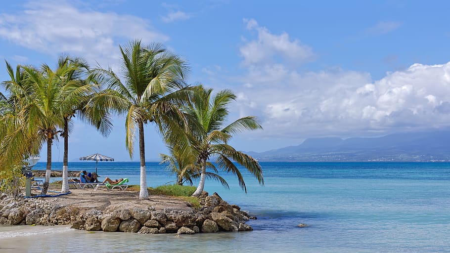 beach, coconut, sea, guadeloupe, tropical, caribbean, sand, HD wallpaper