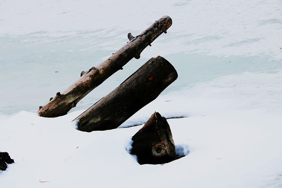 canada, toronto, water, ice, tree, wood, log, lake, cold, christmas HD wallpaper