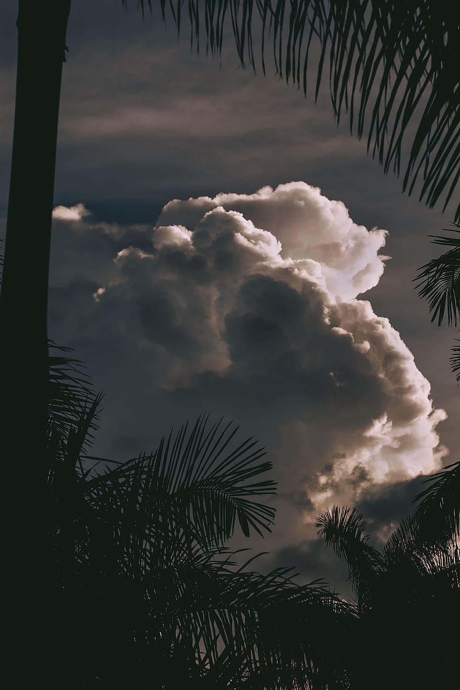 cumulus cloud above palm trees, cloud - sky, beauty in nature HD wallpaper