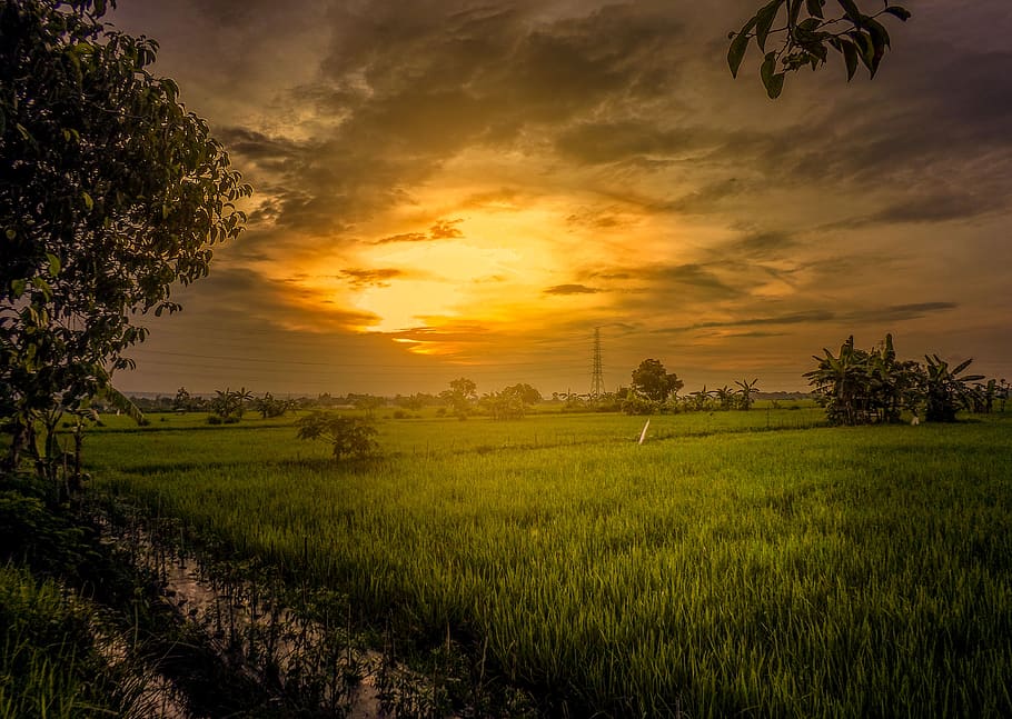 field, twilight, padi, sunrise, landscape, scenics - nature, HD wallpaper