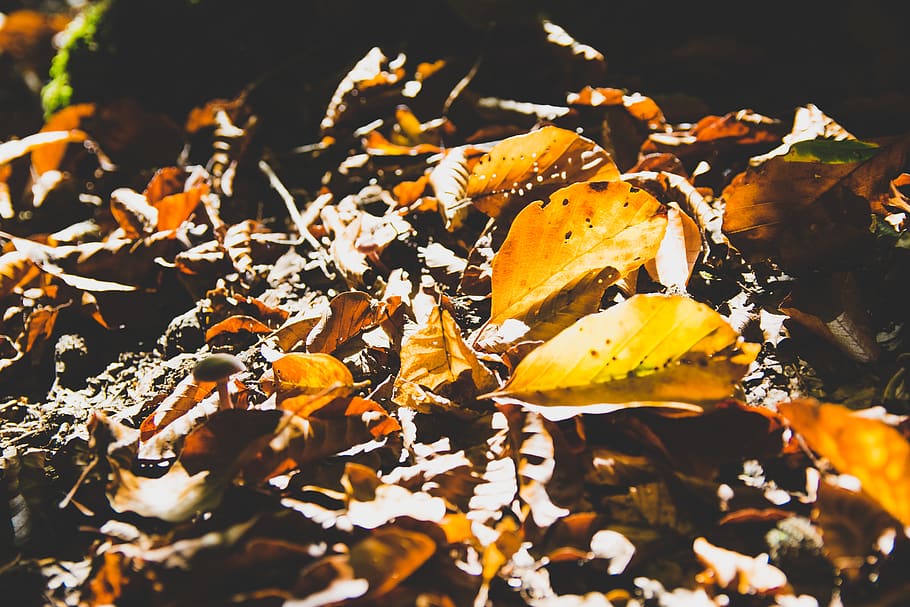 germany, light, golden, leaf, fall, season, autumn, warm, yellow HD wallpaper