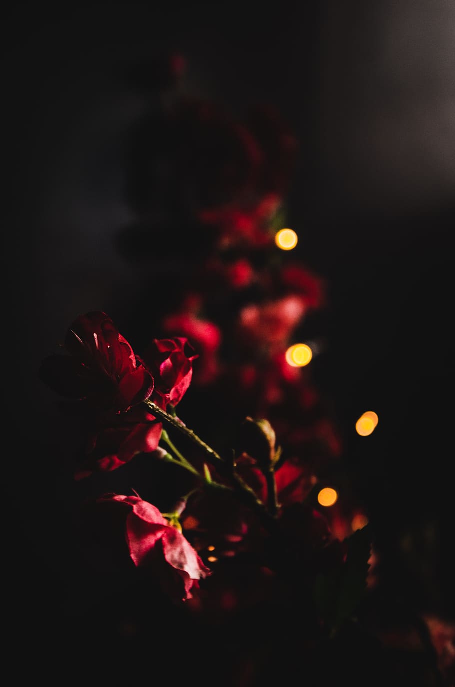red flower at night, plant, lighting, blossom, flare, tree, flower arrangement HD wallpaper