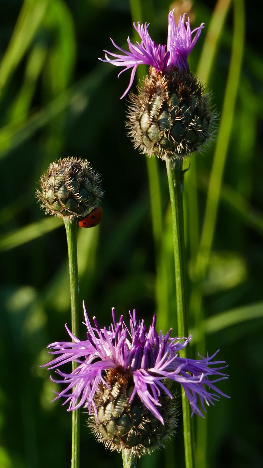 nature, landscape, thistle, meadow, sun, light, bud, ladybug HD wallpaper