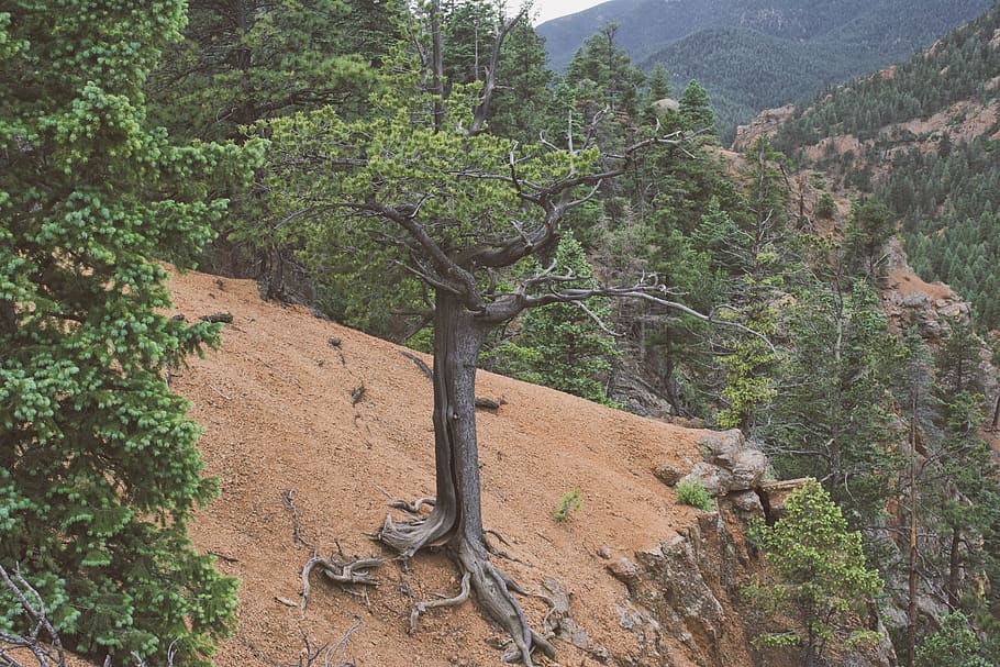 green-leafed trees, plant, tree trunk, conifer, ground, abies HD wallpaper