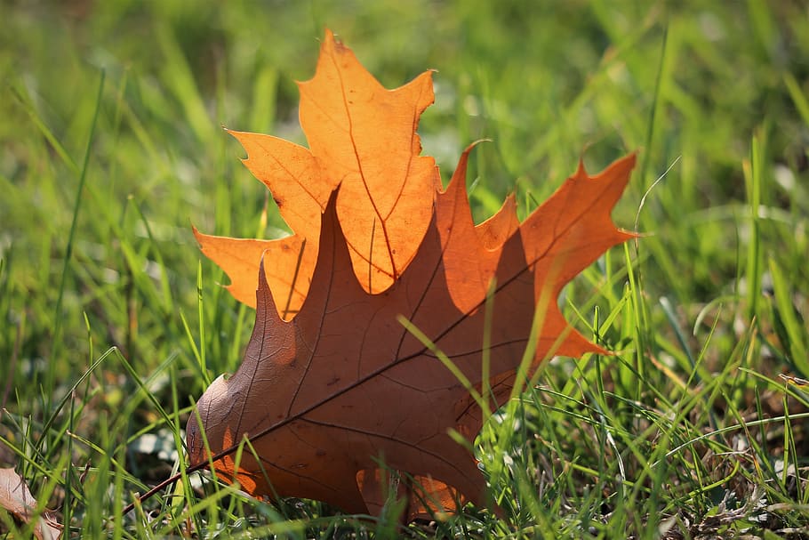 oak, quercus, brown leaf, grass, transparent, autumn, colorful HD wallpaper