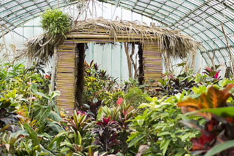 green plants, paris, france, nature, structure, jar, potted plant HD wallpaper