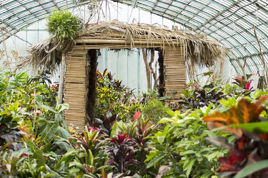 green plants, paris, france, nature, structure, jar, potted plant HD wallpaper
