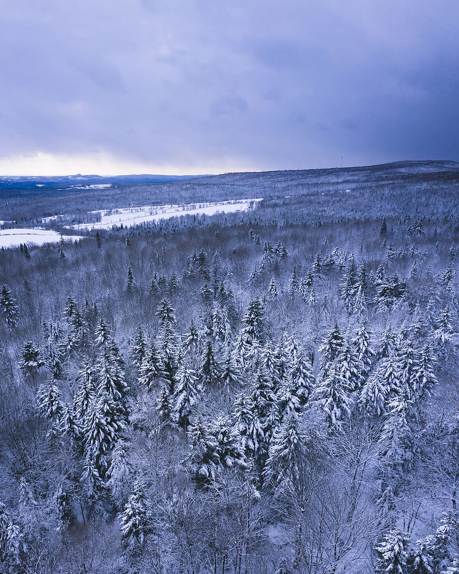 trees covered by snow, beauty in nature, sky, water, winter, cold temperature HD wallpaper