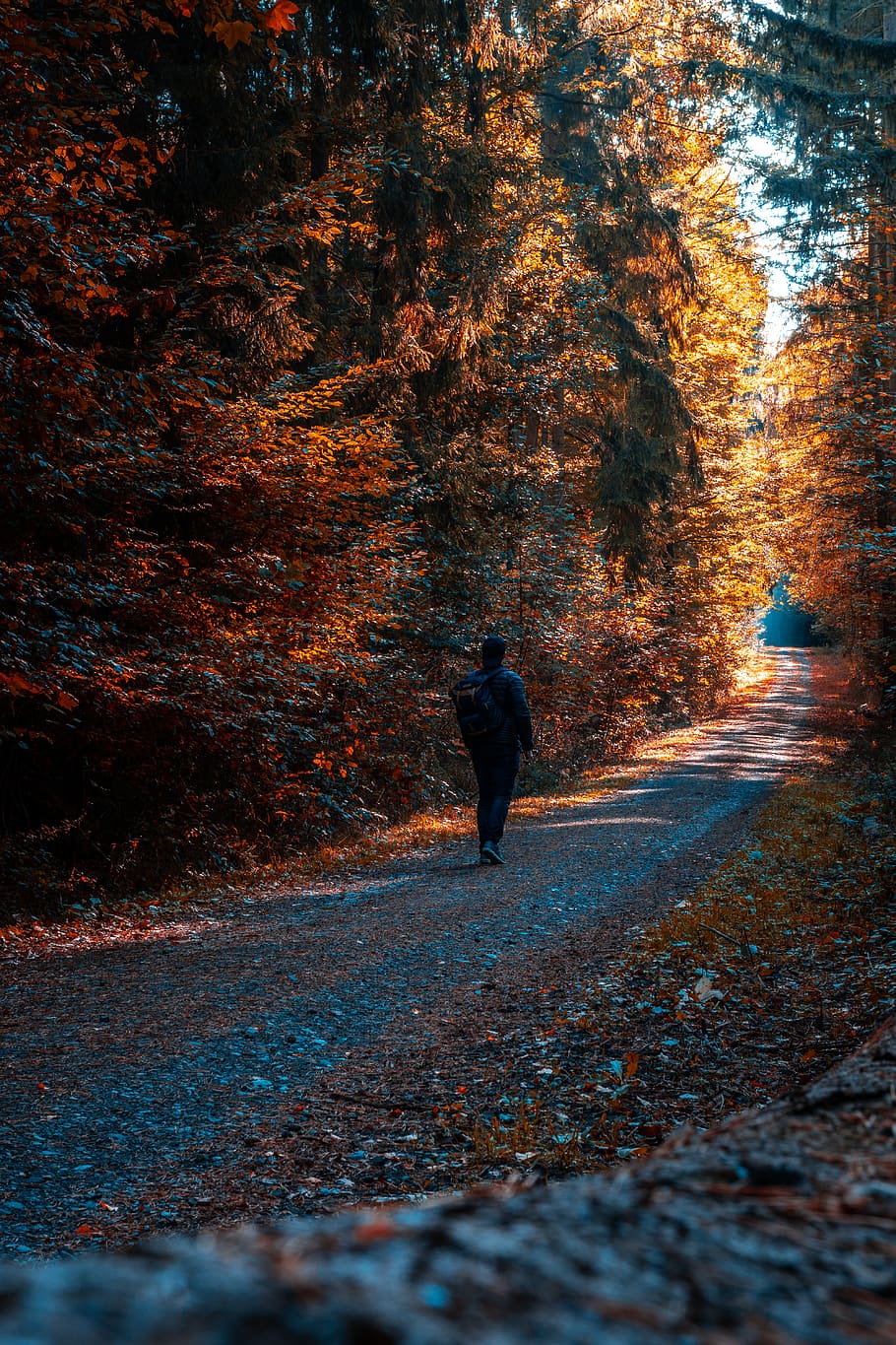 germany, hesse, autumn, walking, one person, tree, the way forward HD wallpaper