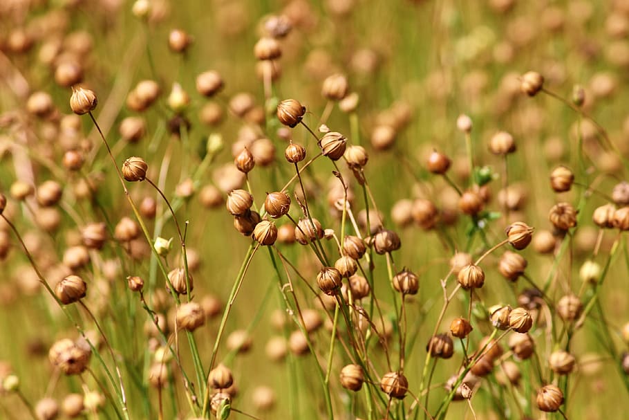 flax, linum usitatissimum, encapsulate, seed capsules, leingewächs, HD wallpaper