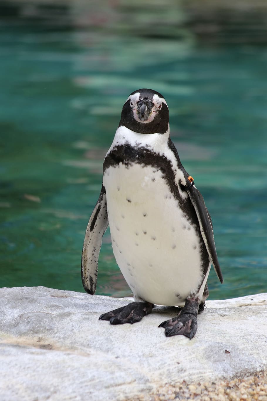 penguin, zoo, bird, animal wildlife, animals in the wild, animal themes HD wallpaper