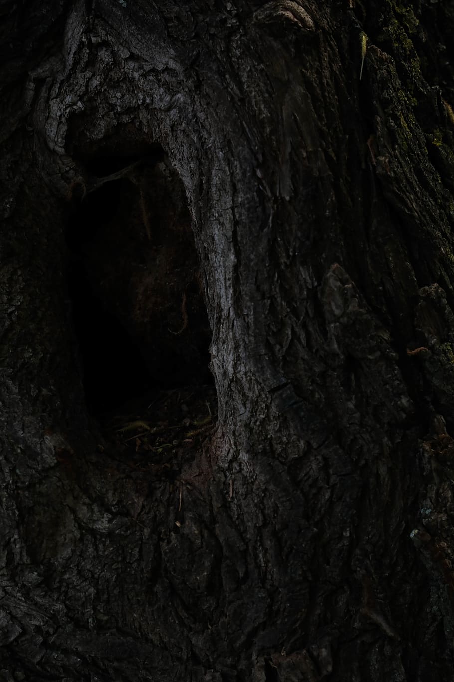 tree, dark, hole, trunk, textured, tree trunk, rough, backgrounds HD wallpaper