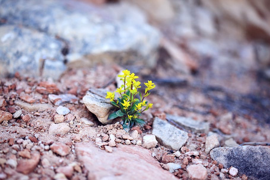 yellow petaled flower, gravel, road, dirt road, rubble, plant HD wallpaper