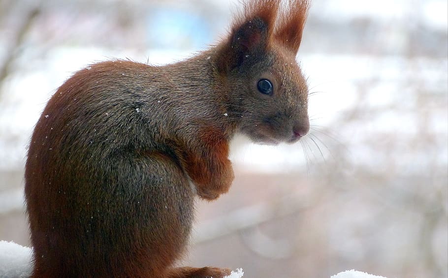 squirrel, forest, park, fur, cold, animal portrait, animal themes HD wallpaper