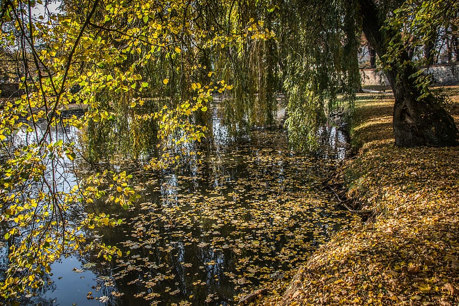 still life, reflection, trees, autumn, castle, atmosphere, mood HD wallpaper