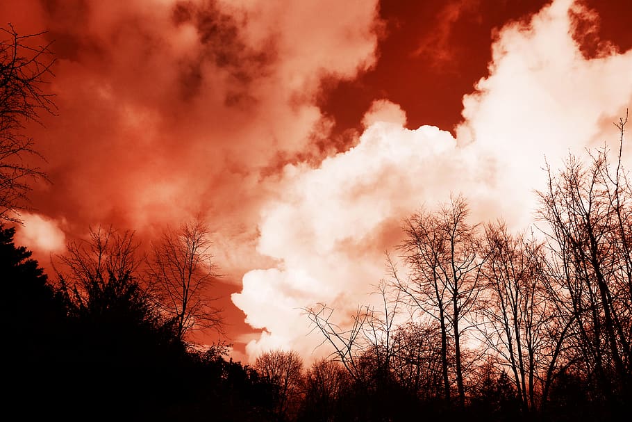 tree, trunk, branch, bare trees, winter trees, silhouette, tree silhouette, HD wallpaper