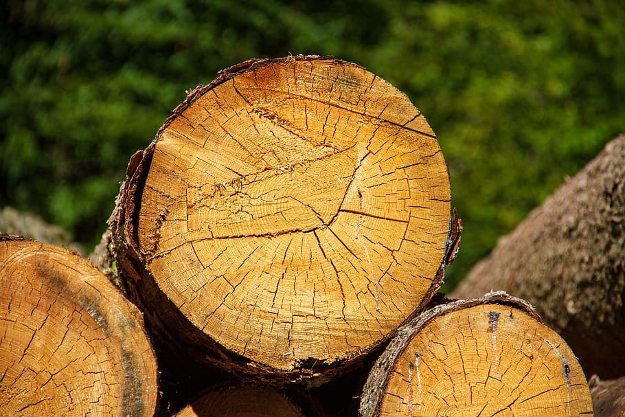 wood, log, nature, tree, firewood, forest, holzstapel, tree trunks HD wallpaper