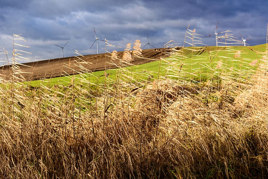 field, clouds, landscape, nature, windräder, cloud - sky, plant HD wallpaper