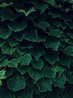 leaf, plant, toronto, canada, ivy, leaves, veins, vine, heart HD wallpaper