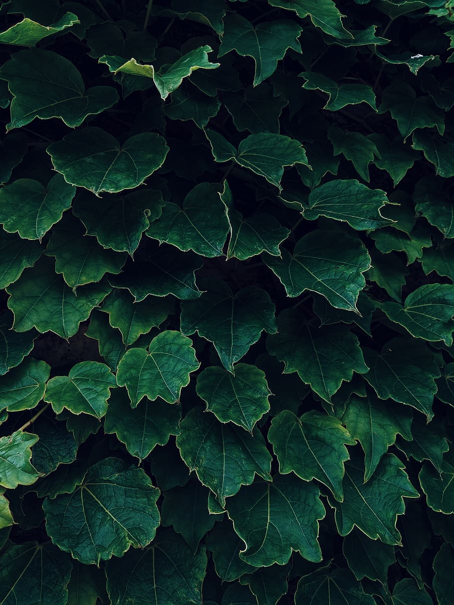 leaf, plant, toronto, canada, ivy, leaves, veins, vine, heart, HD wallpaper