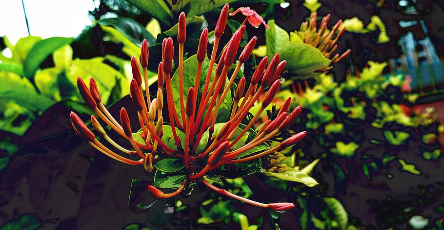 Red Petaled Flower Close Up Photography, beautiful, bloom, blooming HD wallpaper