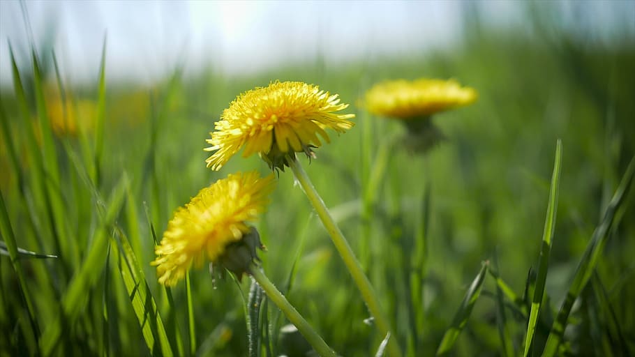 spring, flowers, nature, blossom, bloom, bee, plant, flowering plant HD wallpaper