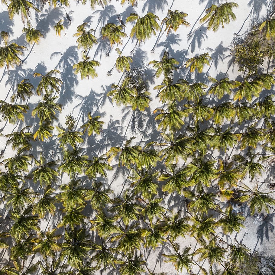 aerial view of coconut trees, palm, beach, drone view, sandy beach HD wallpaper